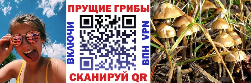 Галлюциногенные грибы Cubensis Череповец